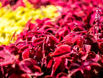 Close-up of pink flowers