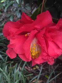 Close-up of pink flowers