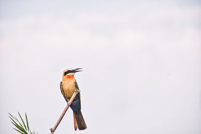 Low angle view of bird perching on wood against sky