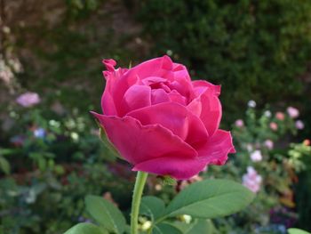 Close-up of pink rose