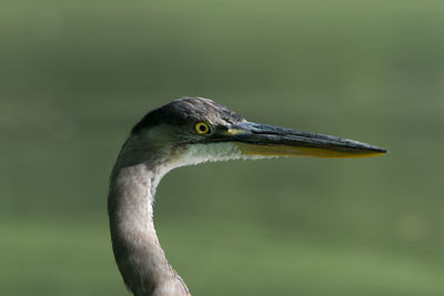 Blue heron, dell water, green-wood cemetery, brooklyn, ny