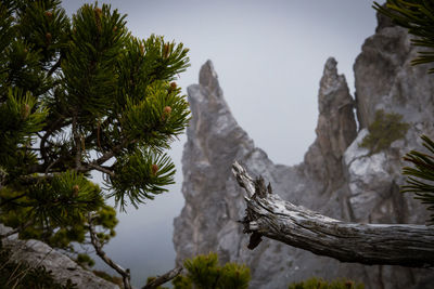 Low angle view of tree