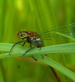 Close-up of insect on leaf