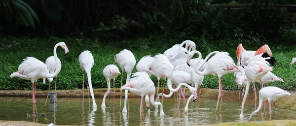 Side view of flamingoes in water