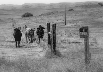 Horses on wooden post at field