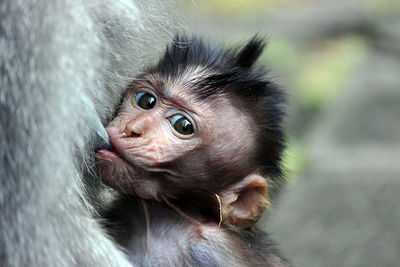 Close-up portrait of a monkey