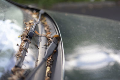 Close-up of insect on car