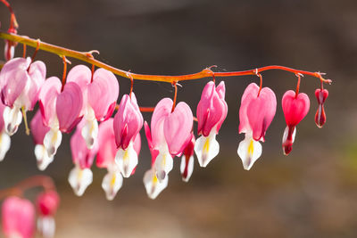 Close-up of red flowering plant