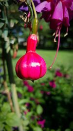 Close-up of plant hanging on tree