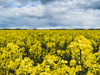 Scenic view of oilseed rape field against cloudy sky