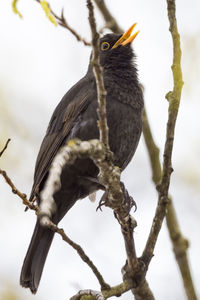 Low angle view of blackbird perching on twig