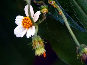Close-up of white flowers