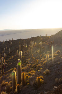 Bird feeding on cactus flower in the desert, bolivia