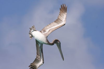 Low angle view of pelican flying against sky