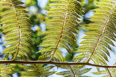 Low angle view of fern leaves against trees