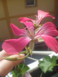 Close-up of pink flowers