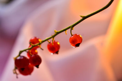 Close-up of red berries growing on plant