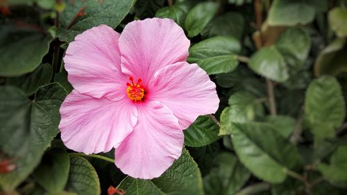 Close-up of pink flower blooming outdoors