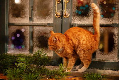 A beautiful ginger cat walks on the windowsill near a snow-covered window, outside the house