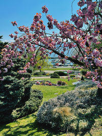 Cherry blossom tree against sky