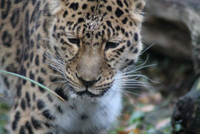 Close-up of a cat