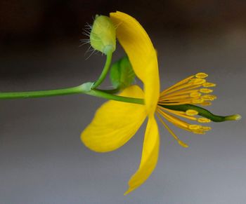 Close-up of yellow flower blooming outdoors