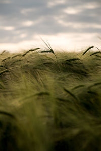 Close-up of grass on field against sky