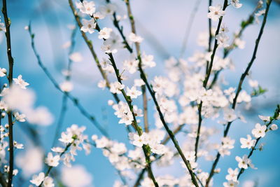 Close-up of white cherry blossom tree