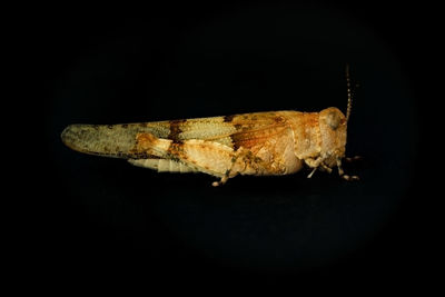 Close-up of insect against black background