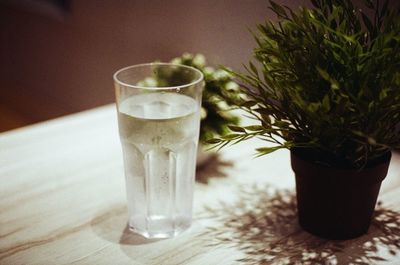 Close-up of potted plant on table