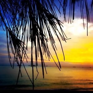 Close-up of silhouette palm tree against sea at sunset