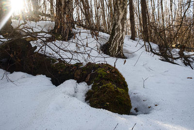 Trees growing on snow covered land