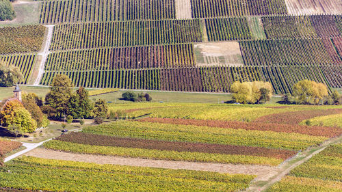 High angle view of agricultural field