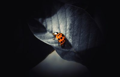 Close-up of butterfly on flower against black background