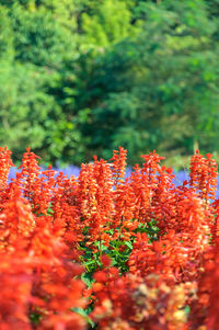 Close-up of red flowering plant