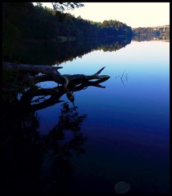 Reflection of trees in water