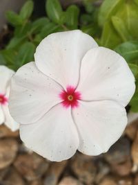 Close-up of white flower