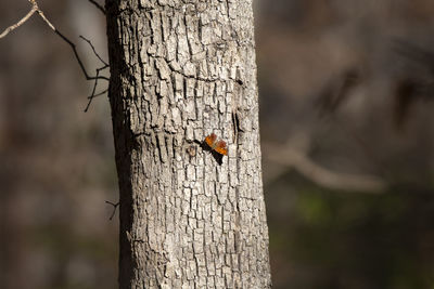 trunk