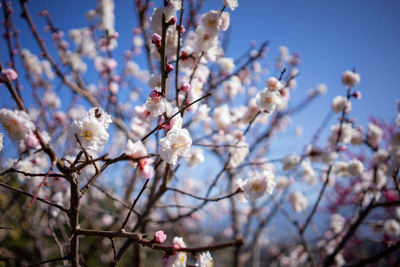 Low angle view of cherry blossom