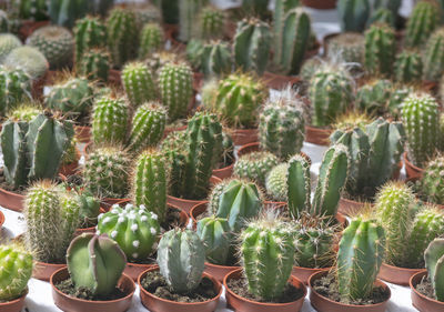 High angle view of succulent plants