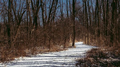 Bare trees in forest during winter