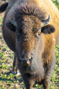 Close-up portrait of a horse