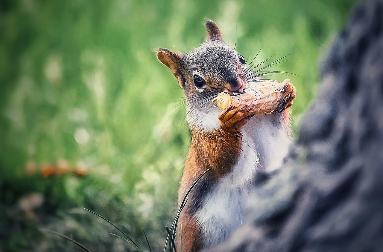 one animal, animals in the wild, animal wildlife, animal themes, mammal, nature, outdoors, day, squirrel, eating, no people, close-up, portrait, beauty in nature, food