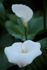 Close-up of raindrops on white rose flower