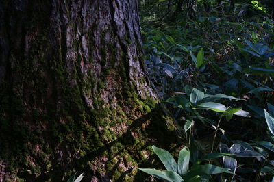 High angle view of trees growing in forest