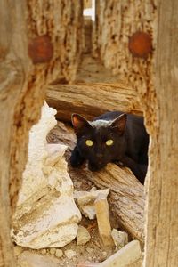 Portrait of black cat sitting outdoors