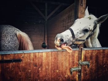 Full length of a horse in stable