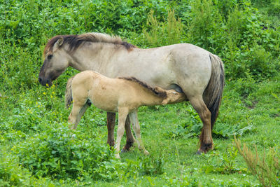 Wild konik horse mare with foal feeding from her in a netherlands nature reserve
