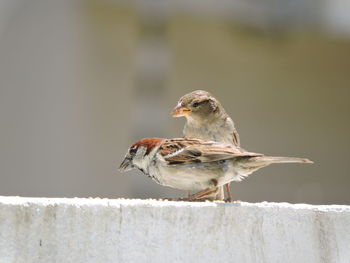 Aves brasileiras 