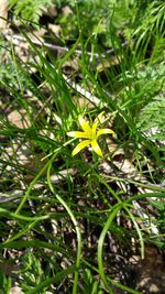 Close-up of insect on yellow flower